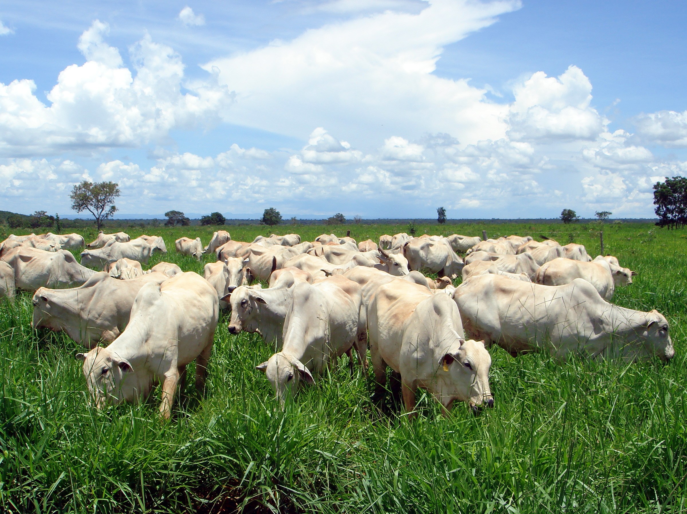 Planejamento para a seca requer boa reserva de capim