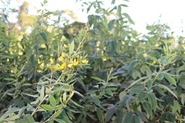 Embrapa indica forrageira BRS Mandarim para recuperar pastagens