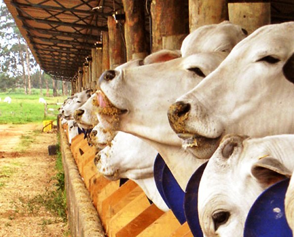 Indústria apoia encontro internacional sobre bem-estar animal