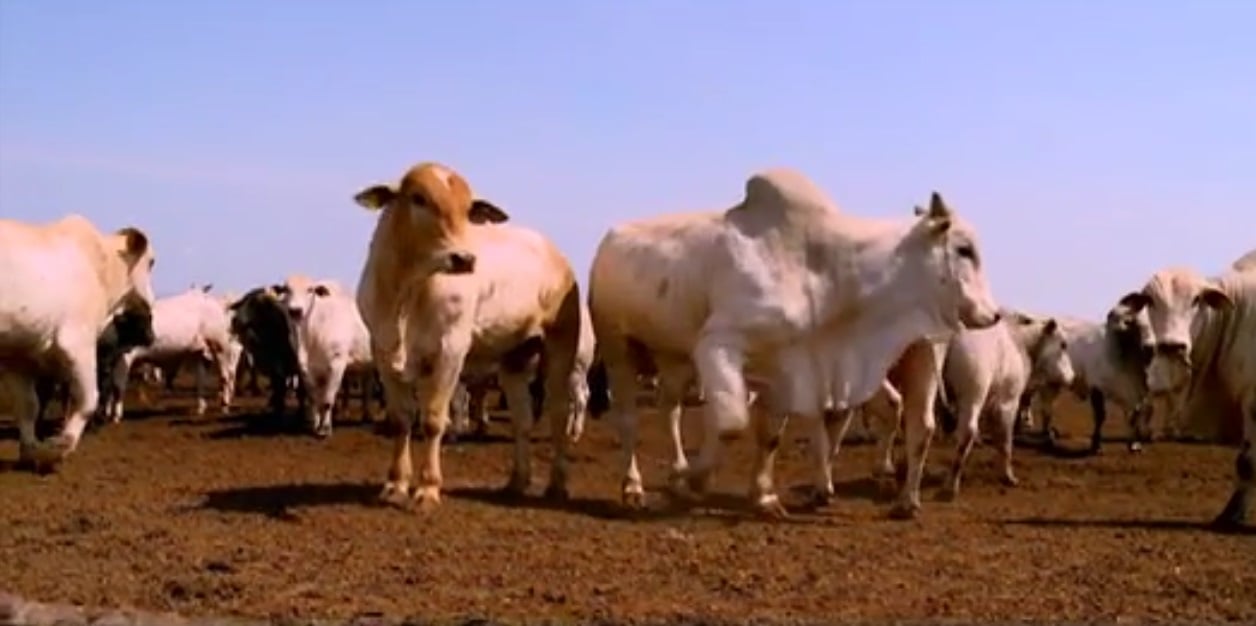 Fazendeiro ouve o  consumidor e investe em carne de qualidade