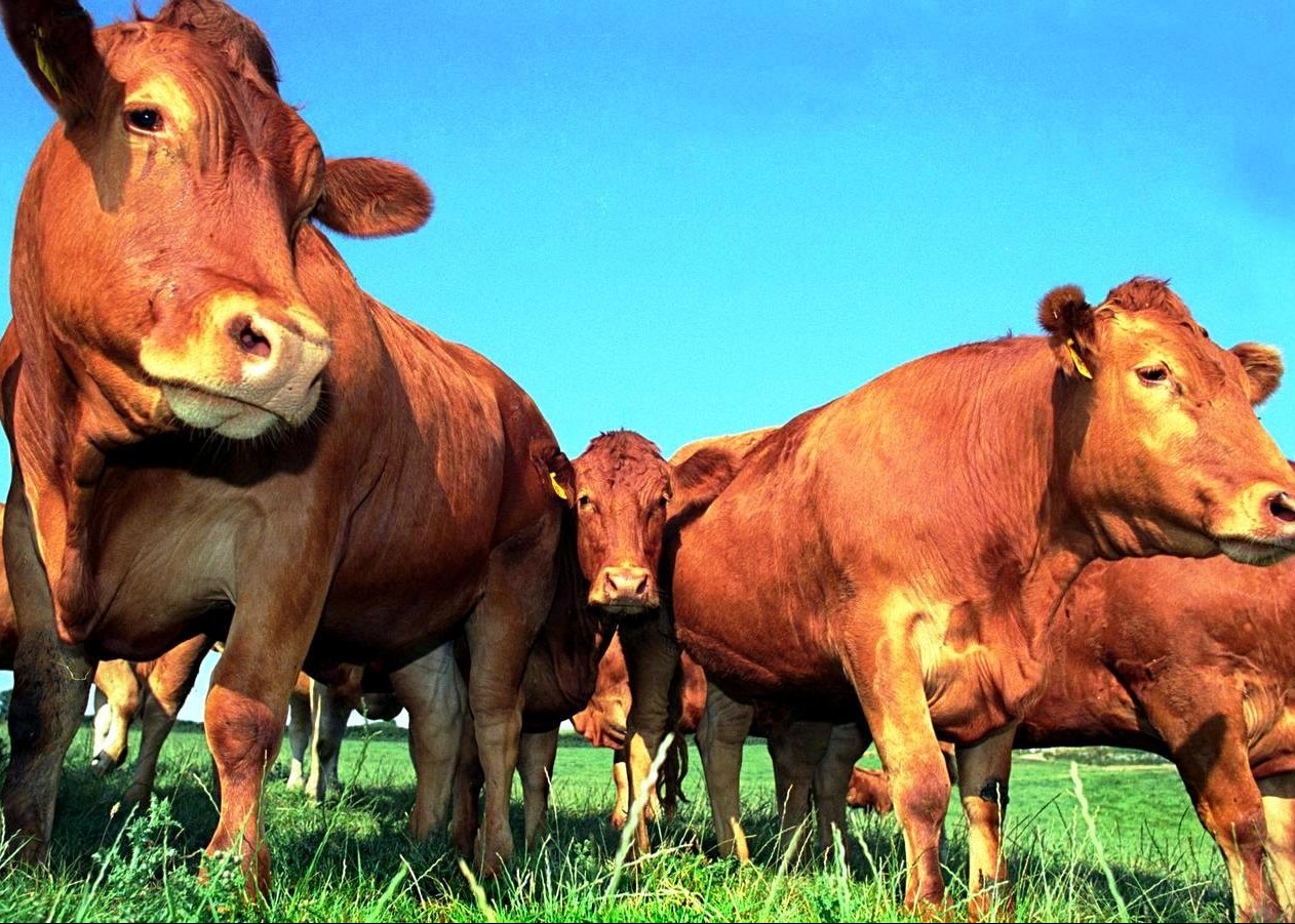 Pastagens são elemento de sucesso para ciclo de fazenda gaúcha