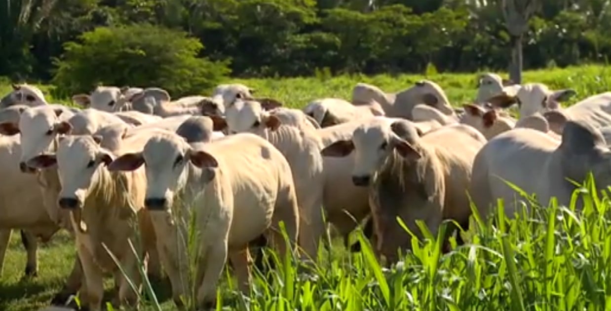 Fazenda paraense aposta no cruzamento industrial