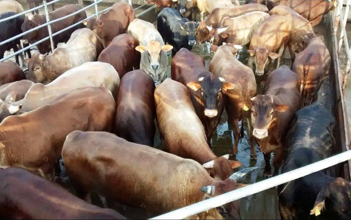 Fazenda Floresta é a melhor de novembro