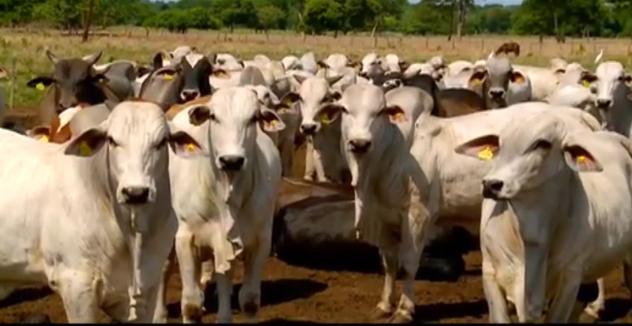 De vendedores de salgados a pecuaristas de sucesso