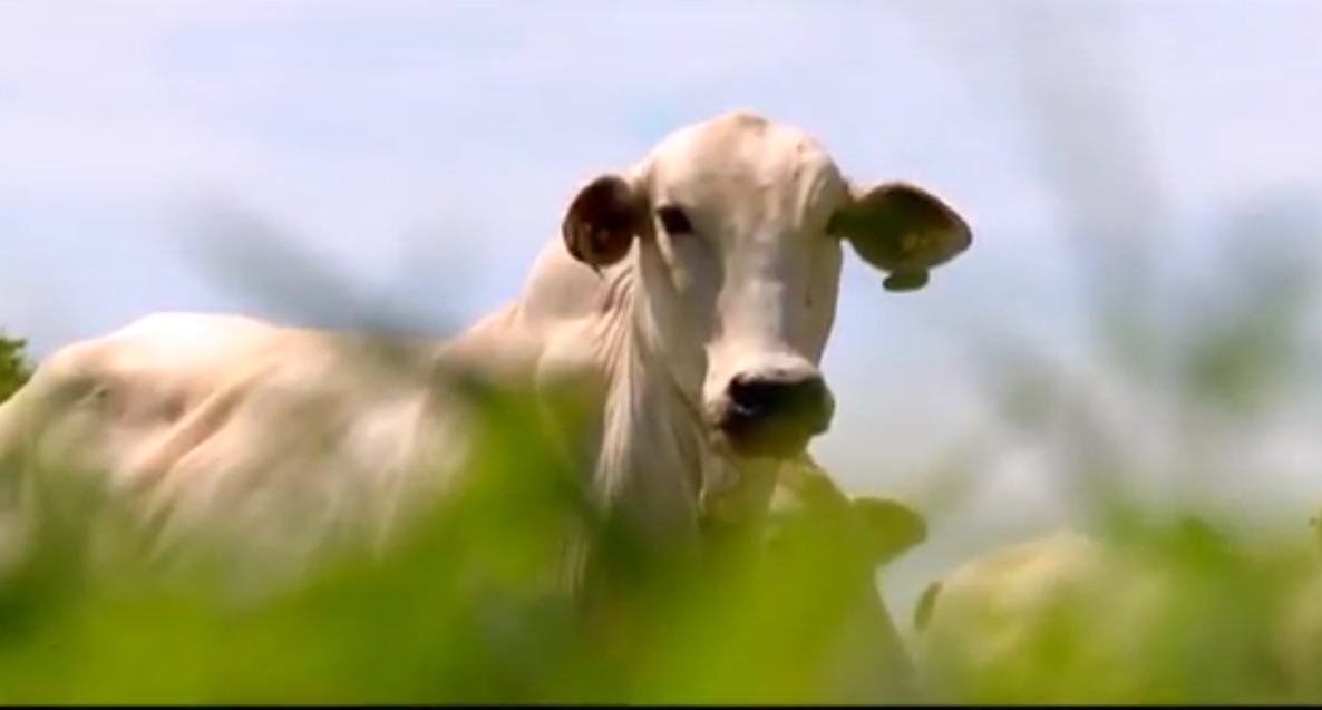 Pecuarista pode ganhar R$ 2.000/ha/ano, aponta pesquisa