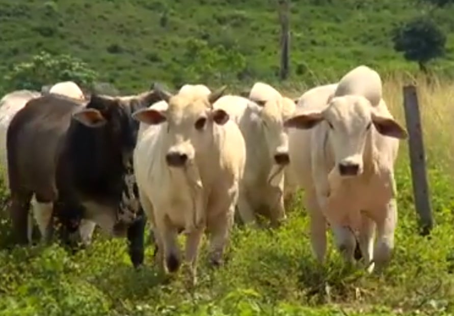 Pecuarista do Pará lucra mais com modernas técnicas agronômicas