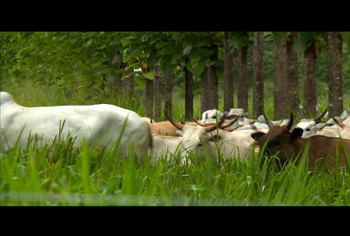 Fazenda do RJ aposta na integração pecuária-floresta