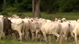 Margem de lucro depende da eficiência do pecuarista