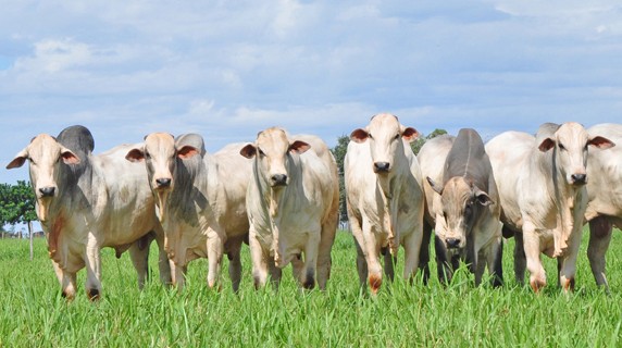 Touro melhorador quadruplica retorno ao pecuarista, aponta Cepea