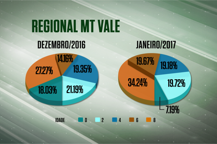 Cai abate de animais jovens no Vale do Araguaia do MT