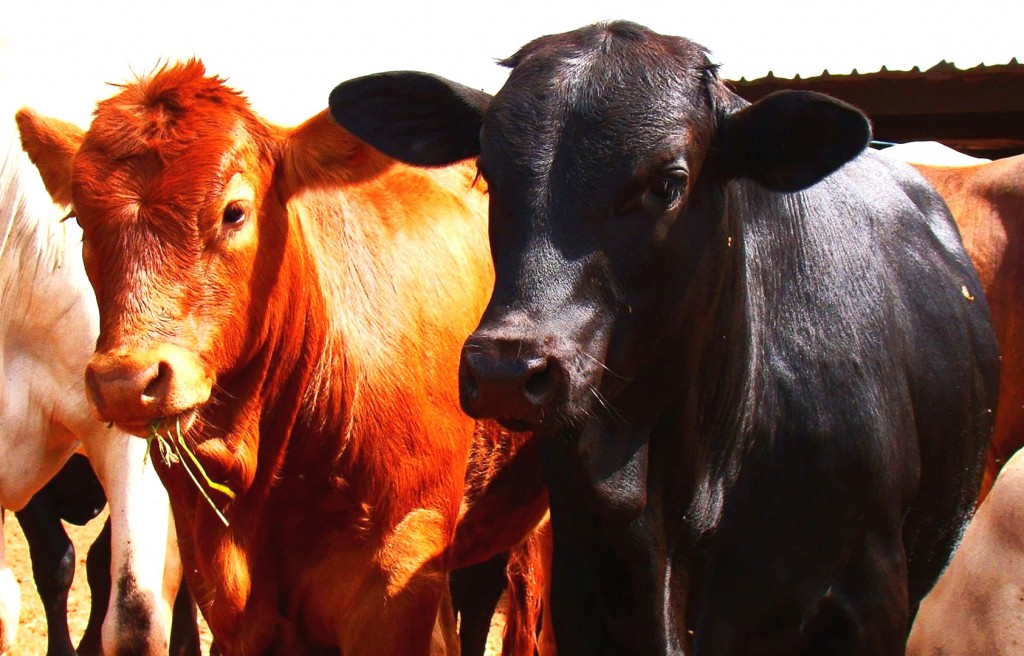 Veja como uma boa gestão pode impactar no lucro da sua fazenda