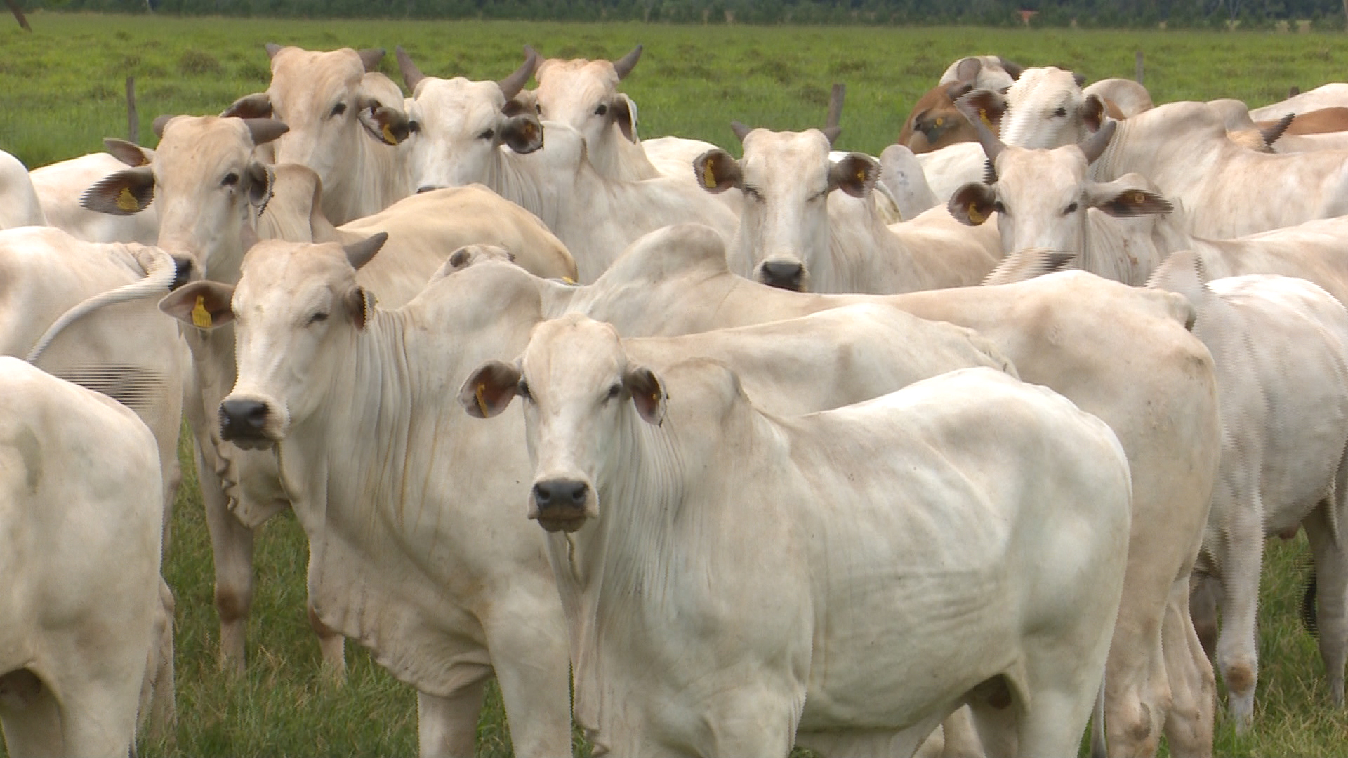 Fazenda sobe farol verde da qualidade em mais de 10% com redução da idade ao abate