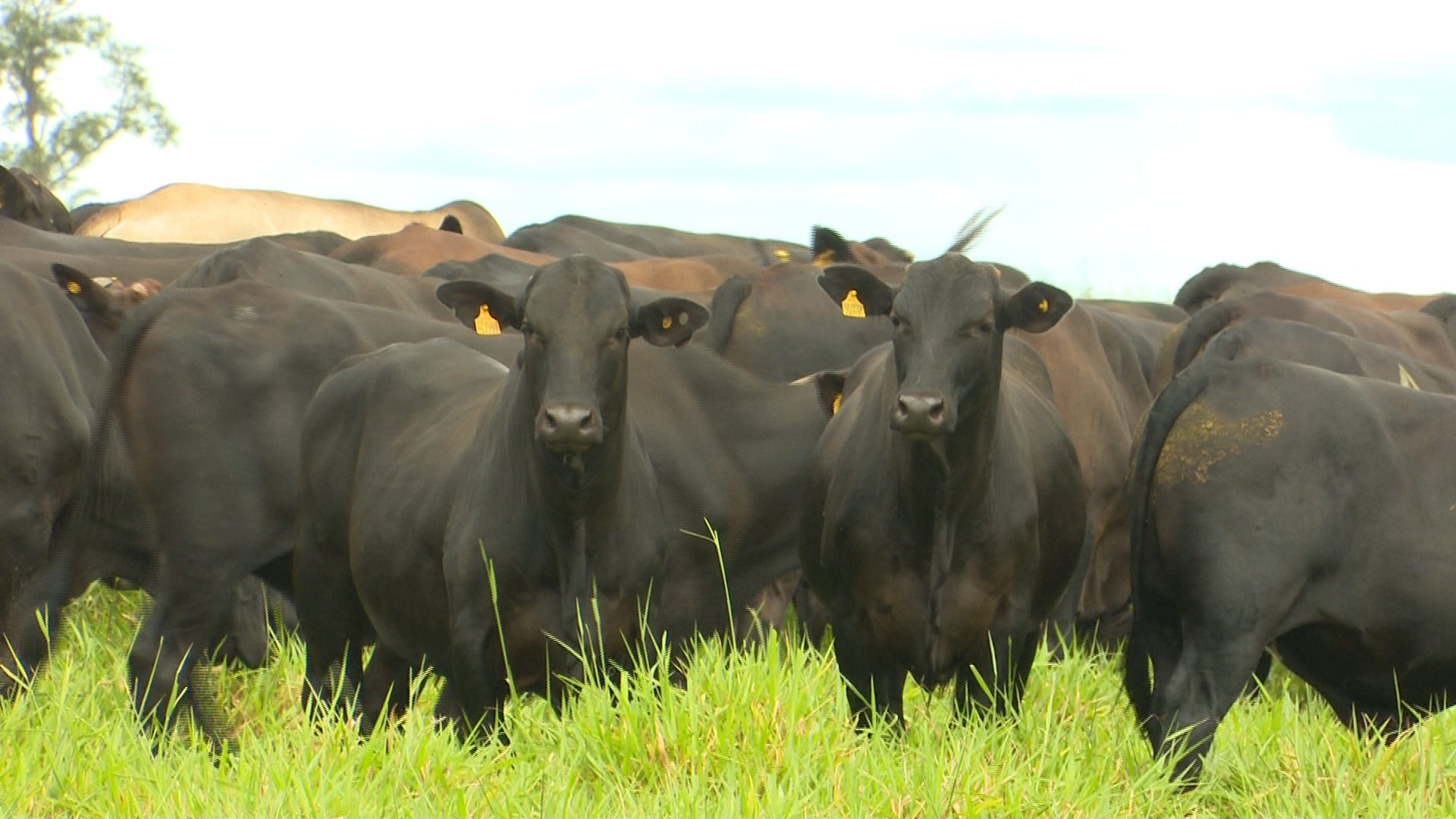 De quem é a responsabilidade pelo lucro da fazenda?