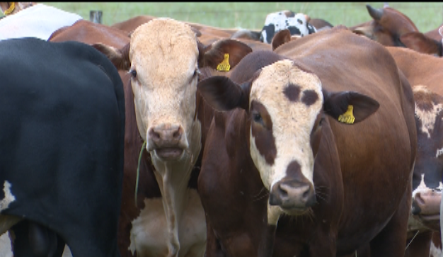 Fazenda potencializa produção de carne de qualidade com raça britânica