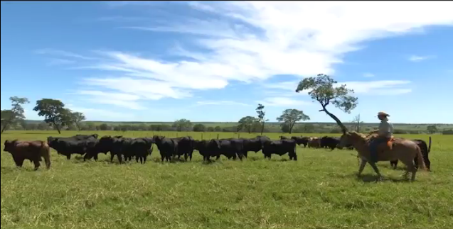 Conheça a fazenda que tem como meta terminar a boiada com 20@ aos 16 meses