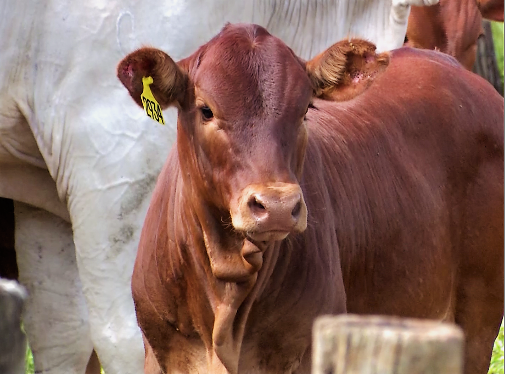 Genetica Montana e ILP garantem evolução de mais de 50% no farol verde