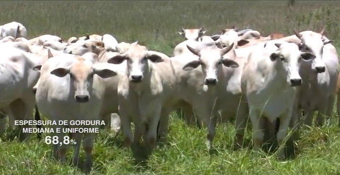 Castração e genética tricross contribuem e fazenda alcança 70% de abates com gordura ideal