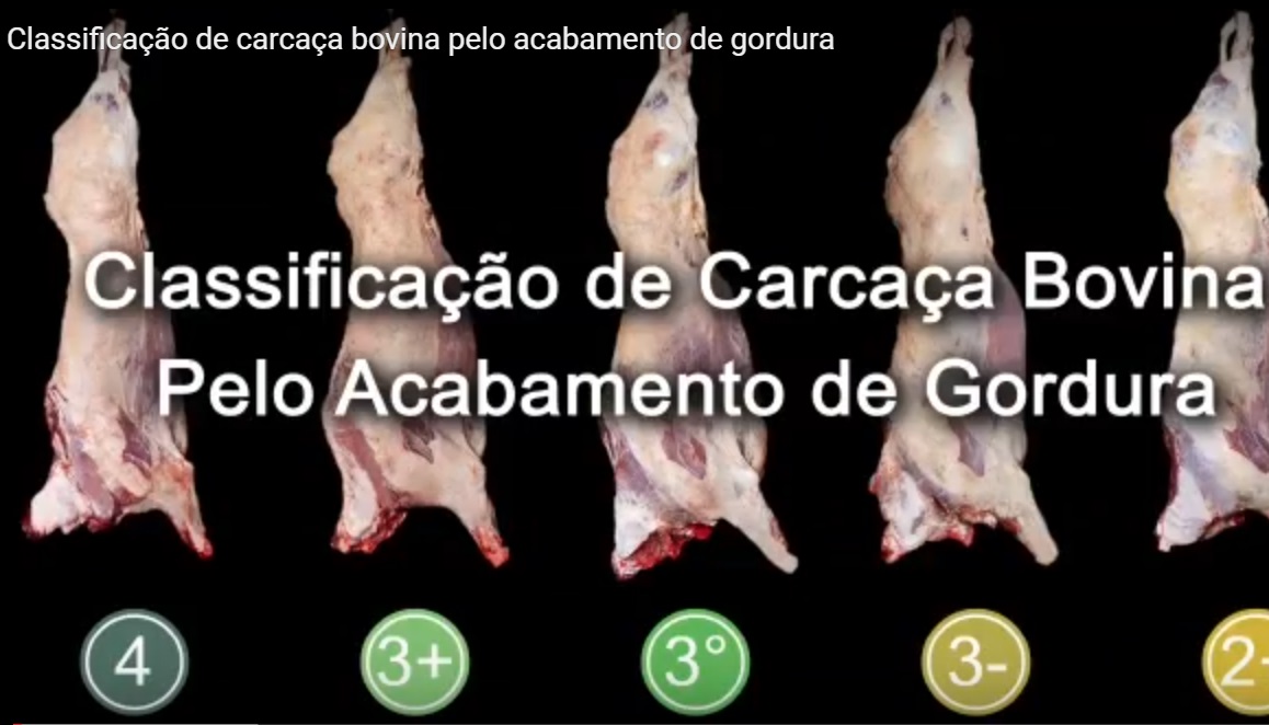 Classificação de Carcaça Bovina: vídeo da Abiec apresenta padrões estabelecidos