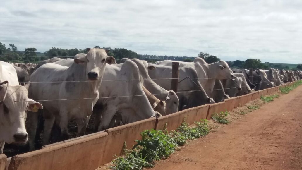 Confinamento da JBS em Terenos-MS começa a receber animais para a entressafra