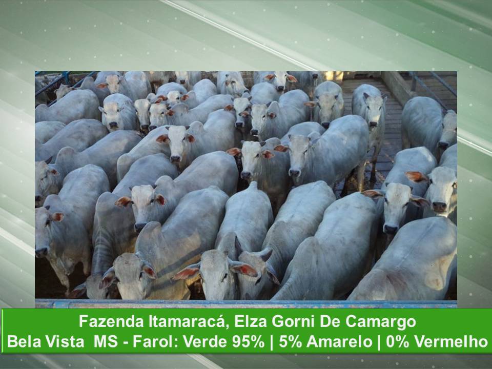 Confira o vencedor do melhor lote da semana