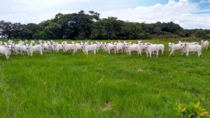 Cinco estratégias para terminar seu gado na seca