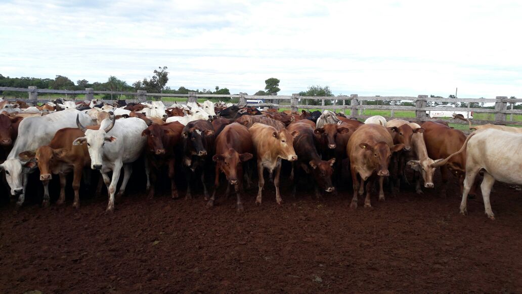 Giro pelo Paraguai visita propriedade de brasileiro em Bella Vista do Norte