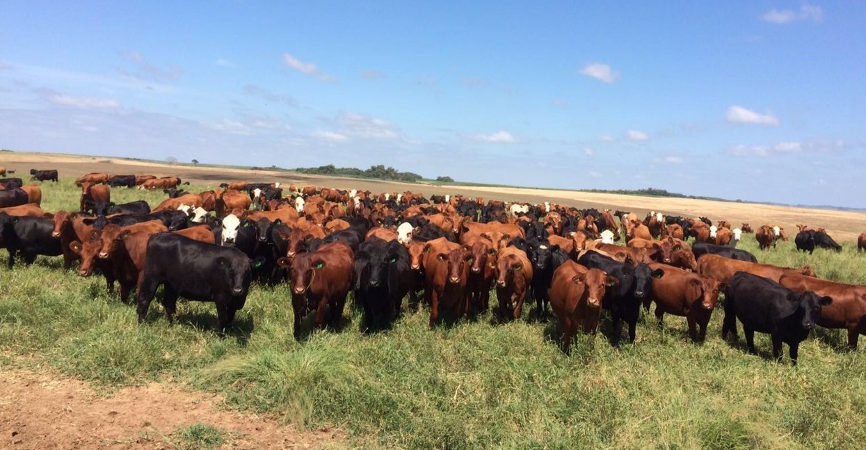 Pecuarista da Região Sul deve ficar atento para endoparasitas