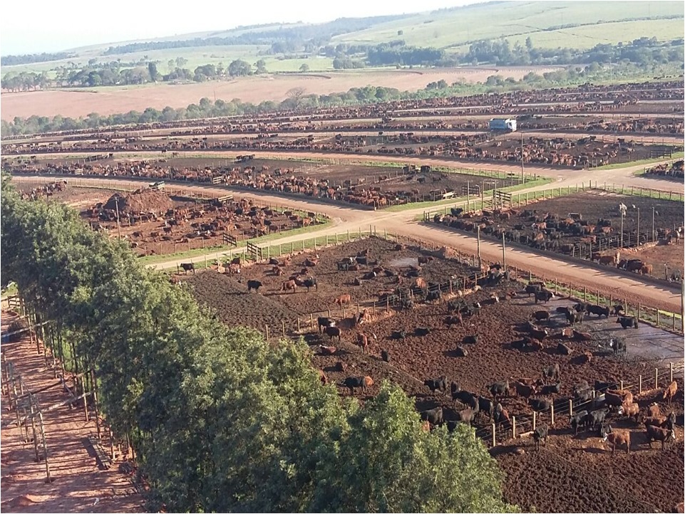 Dia de campo em Guaiçara-SP vai abordar premiação por carne de qualidade