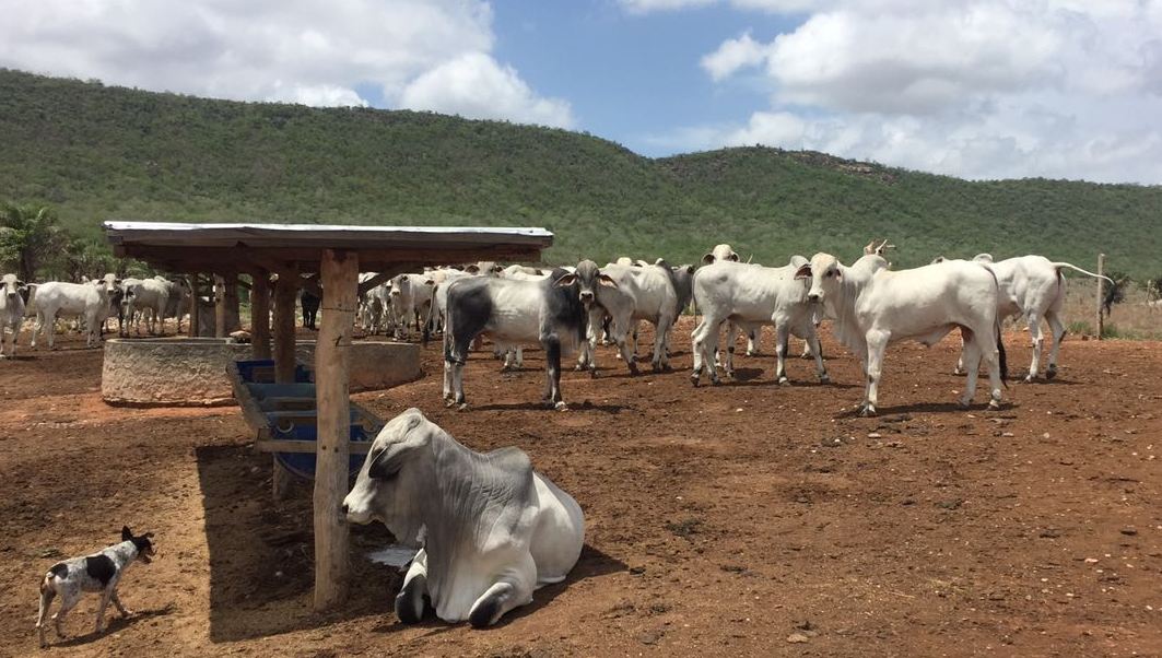 Confira dicas de nutrição animal para a seca na Bahia