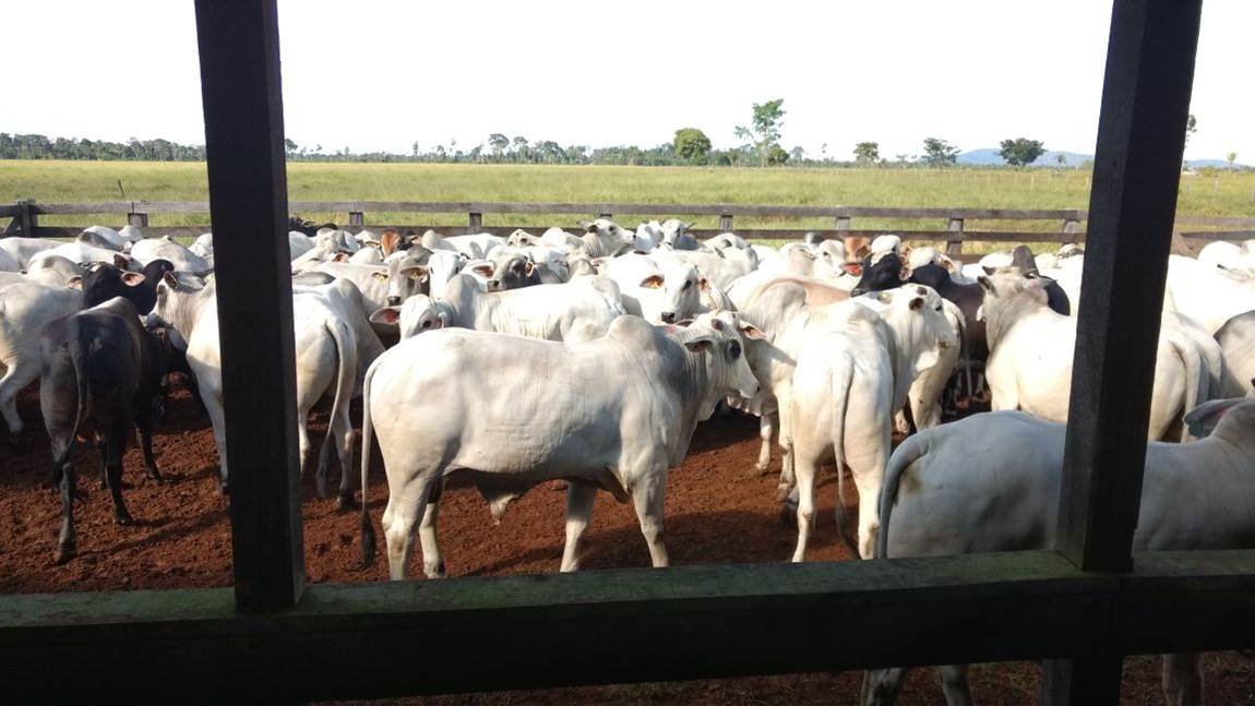 Veja os destaques do 4° Dia de Campo da Fazenda JKL, em Rondônia