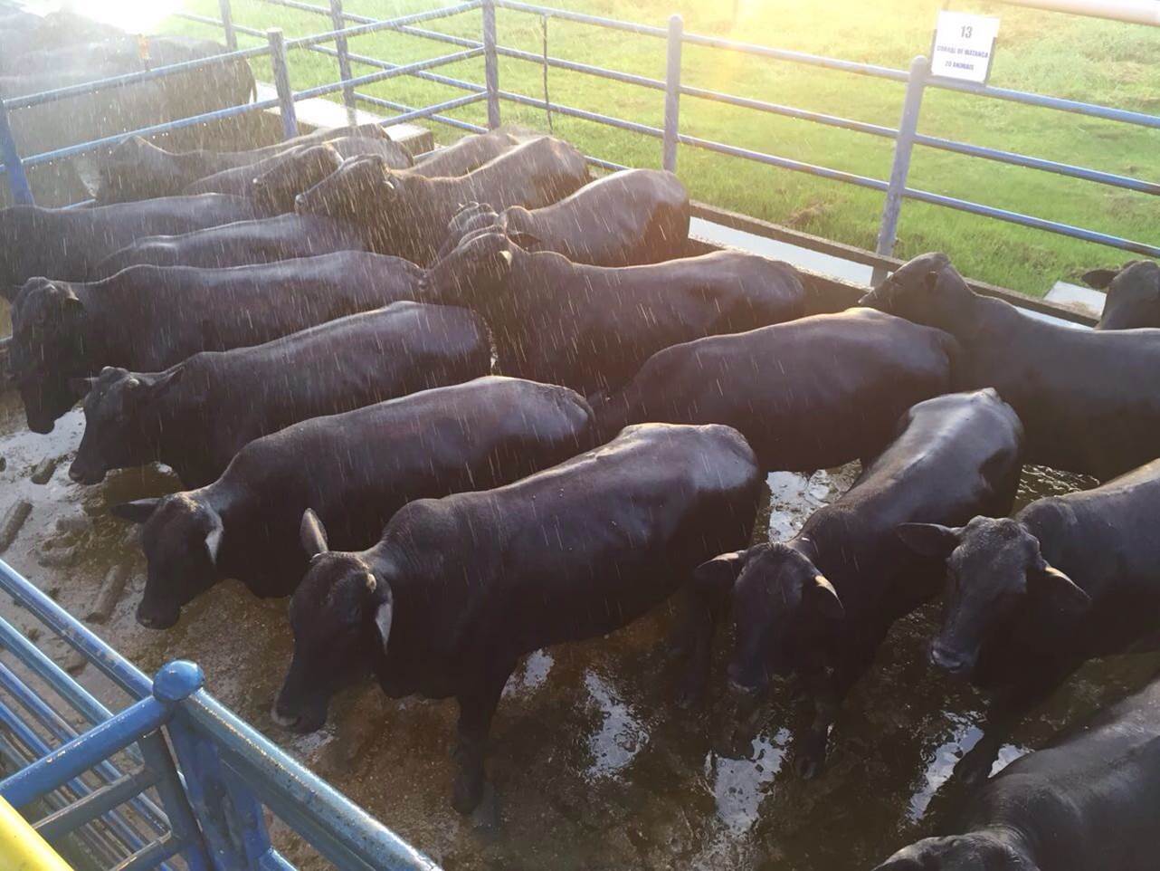 Começam os abates do Protocolo Angus em Rio Branco, AC