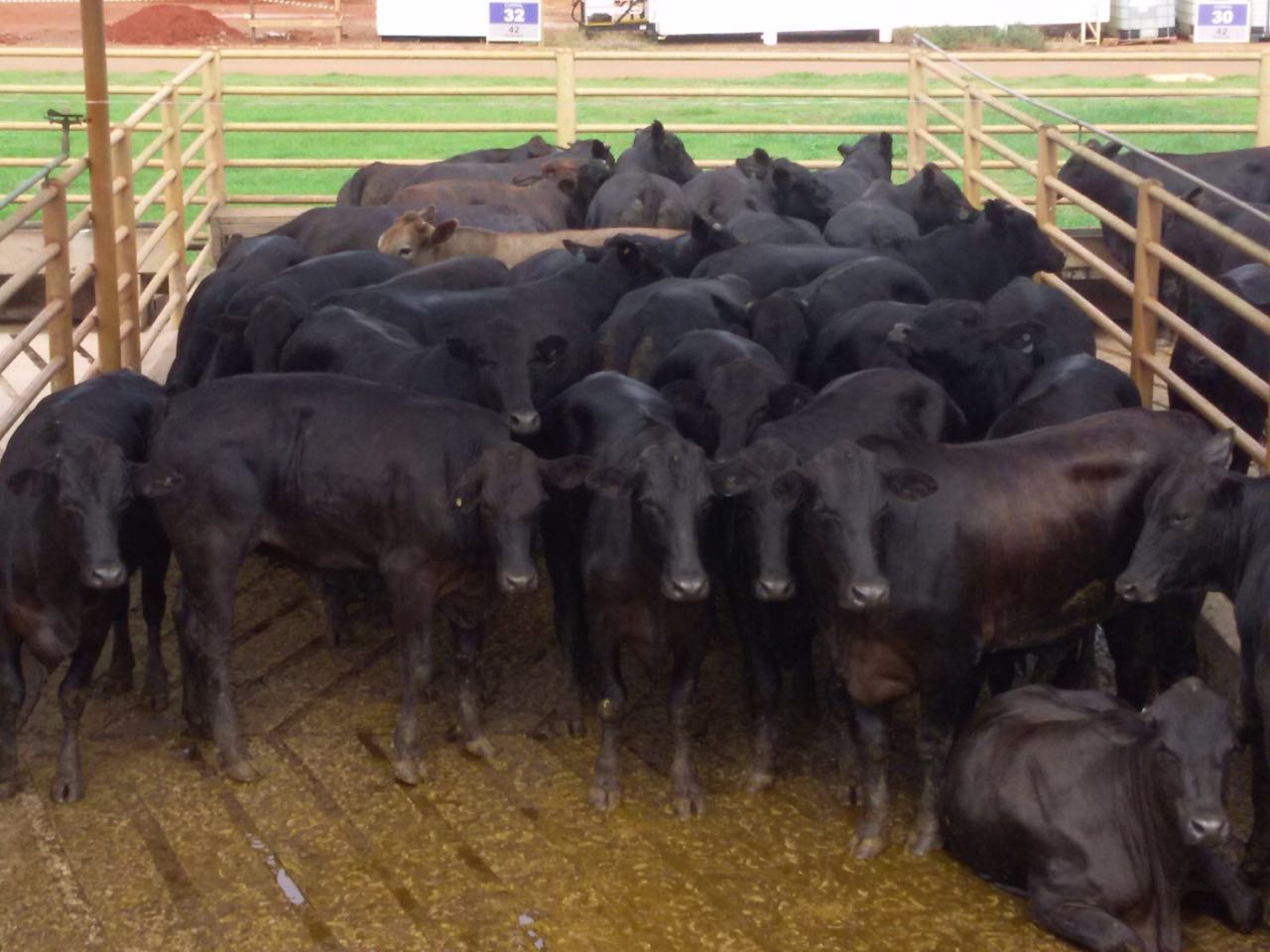 CNA atesta qualidade da carne Angus produzida na unidade da JBS de Campo Grande-MS