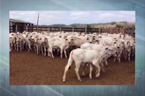 Fazendas do NE superam clima adverso e elevam produtividade de carne e leite