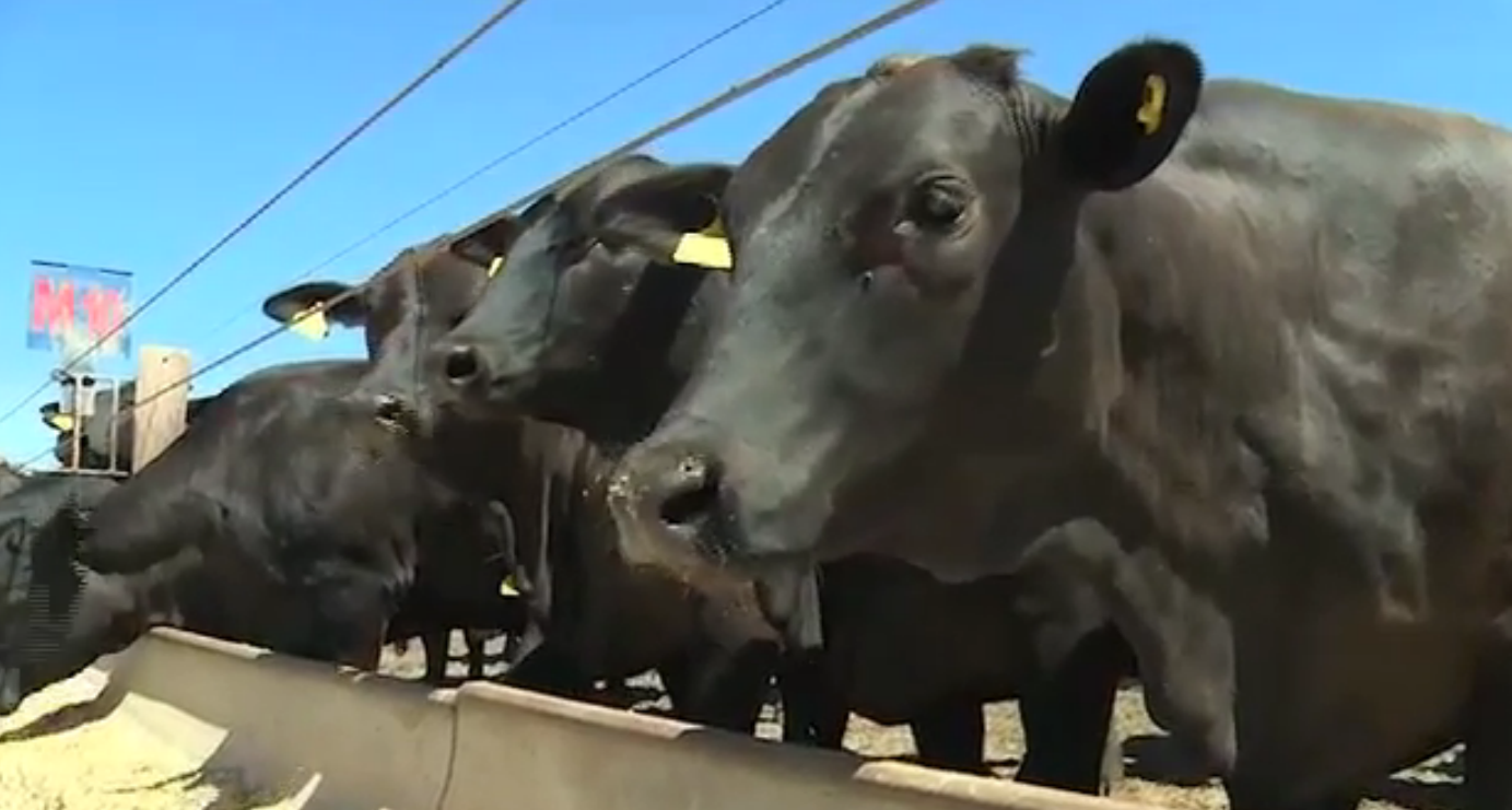 Conheça o manejo sanitário de uma fazenda modelo em MT