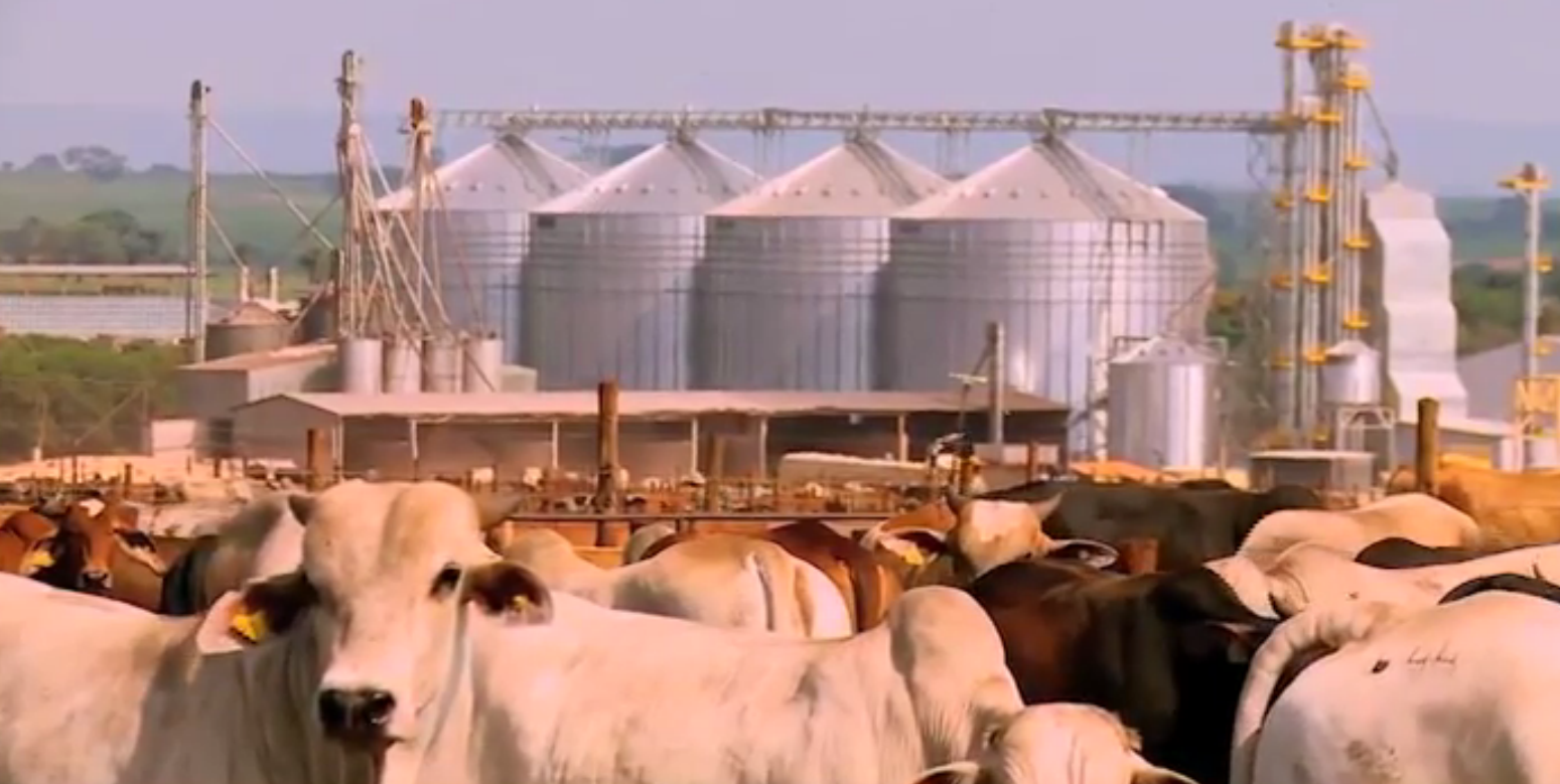 Rota do Boi: Fazenda de GO é modelo de confinamento no Brasil