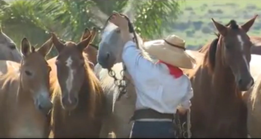 Veterinário lista três pilares para manter a tropa sadia e produtiva