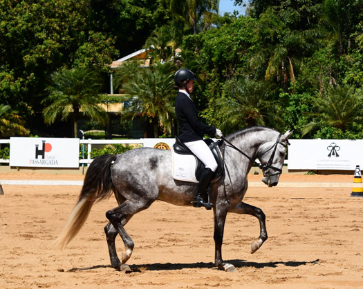 Exposição de cavalo Puro Sangue Lusitano é destaque no Giro do Boi