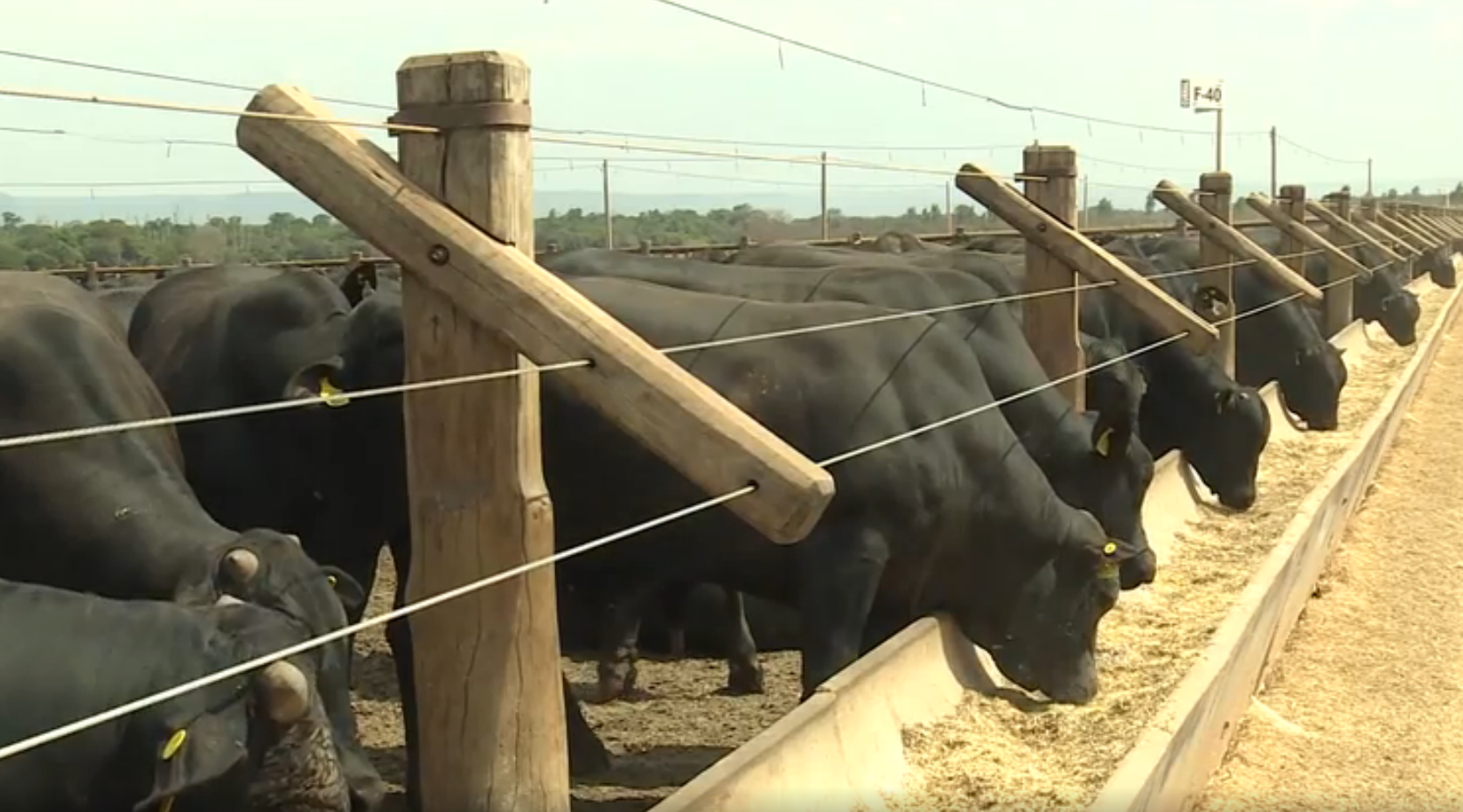 21@ aos 22 meses: conheça os segredos da Fazenda Brasil