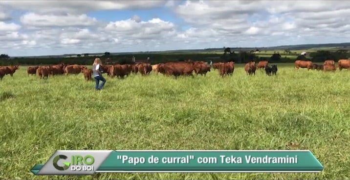 Conheça a fazenda onde a taxa de lotação é quatro vezes maior que a média nacional