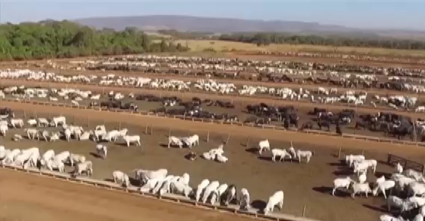 Pecuarista que engordar “boi das águas” em boitel do MT terá bônus de até R$ 120 por cabeça