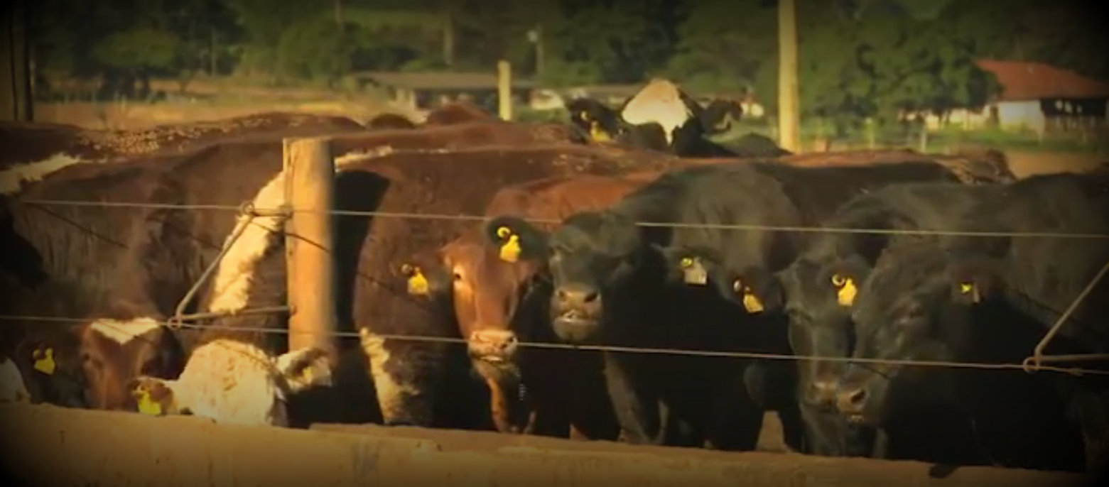 Confira como foi o "Dia de Campo" no Cetap de Guaiçara-SP