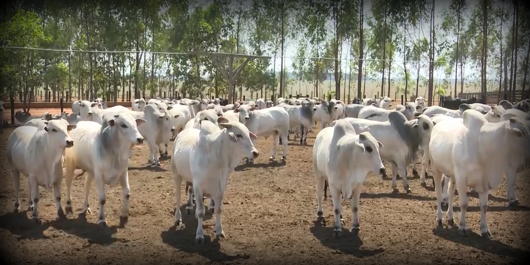 Recria eficiente e terminação no cocho garantem lucratividade em fazenda de RO