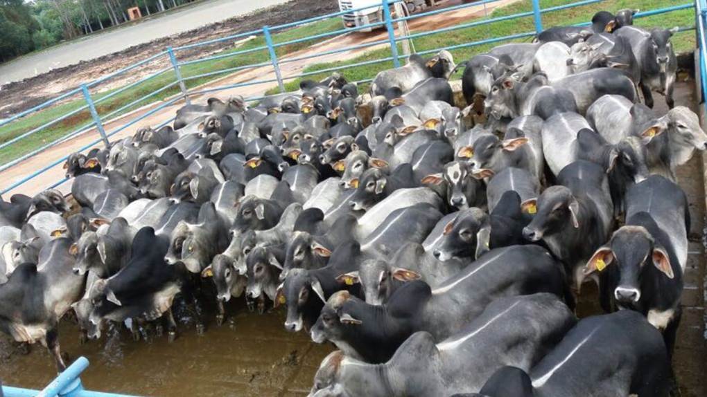 Fazenda São José é bi-campeã como melhor lote de abril e maio