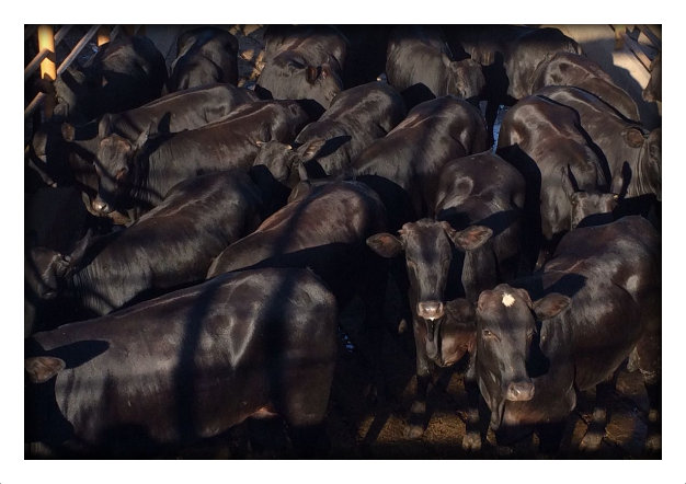 Fazenda de Cassilândia-MS é vencedora do melhor lote da semana