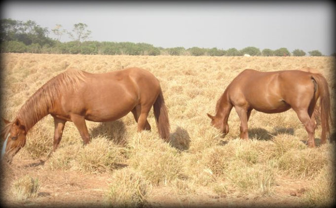 Vacinas, vermifugação e tratamento de feridas: como cuidar da sanidade dos cavalos de lida?