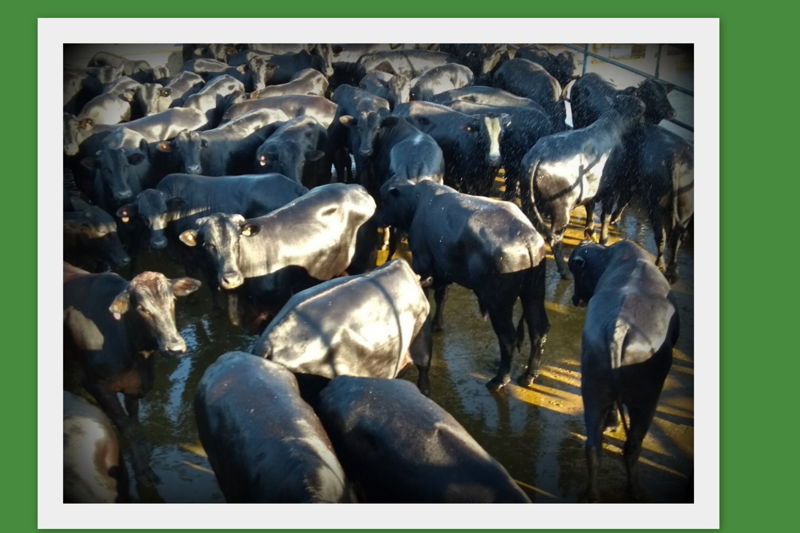 Fazenda Nova Uberaba com lote F1 Angus é vencedora do melhor lote desta semana