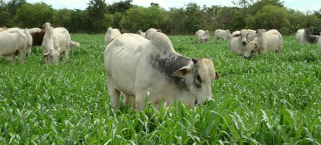 Palestra sobre nutrição de bovinos a pasto é destaque na BA