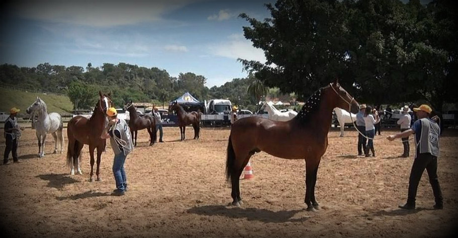 Criadores de Quarto-de-Milha e Mangalarga Marchador participam de eventos nacionais nesta semana