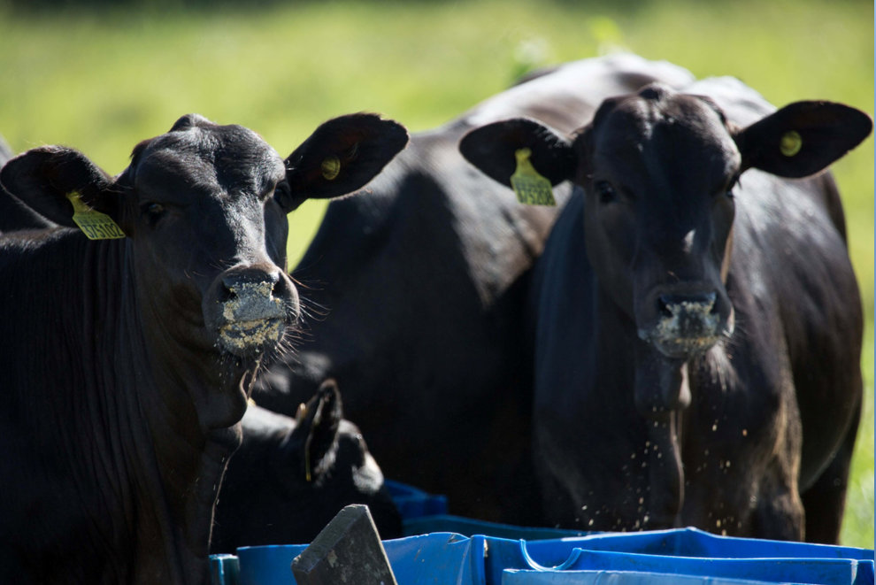 Estação seca promove desafio nutricional aos pecuaristas de corte