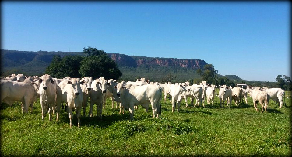 Fazenda Santa Maria de Anastácio-MS é destaque no Giro do Boi